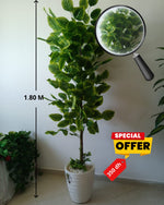 Plante décorative artificielle 1,80m